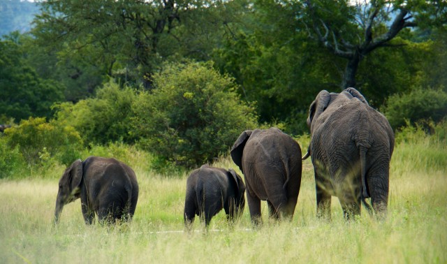 Elephants